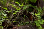 Neorautanenia mitis