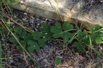 Neorautanenia mitis