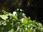 Canavalia africana