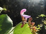 Canavalia africana