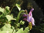 Canavalia africana