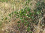 Canavalia africana