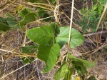 Canavalia africana