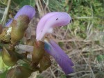 Canavalia africana