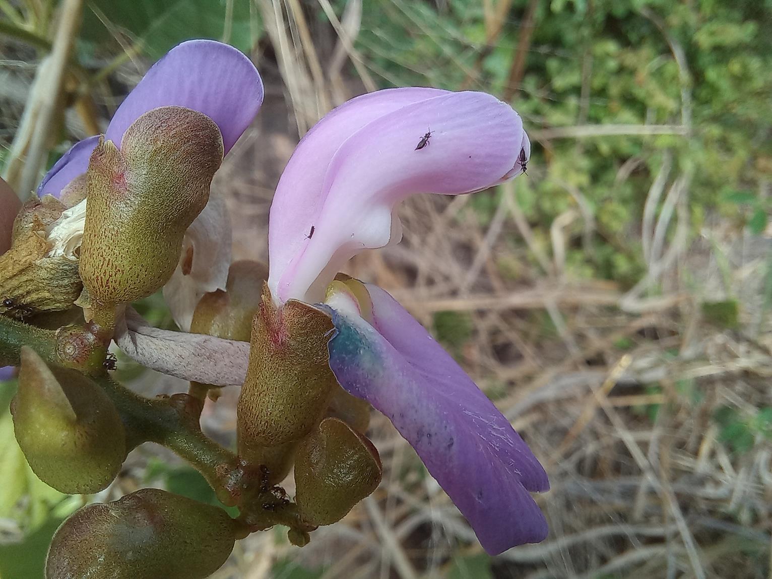 Canavalia africana