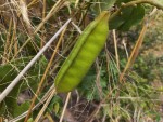 Canavalia africana