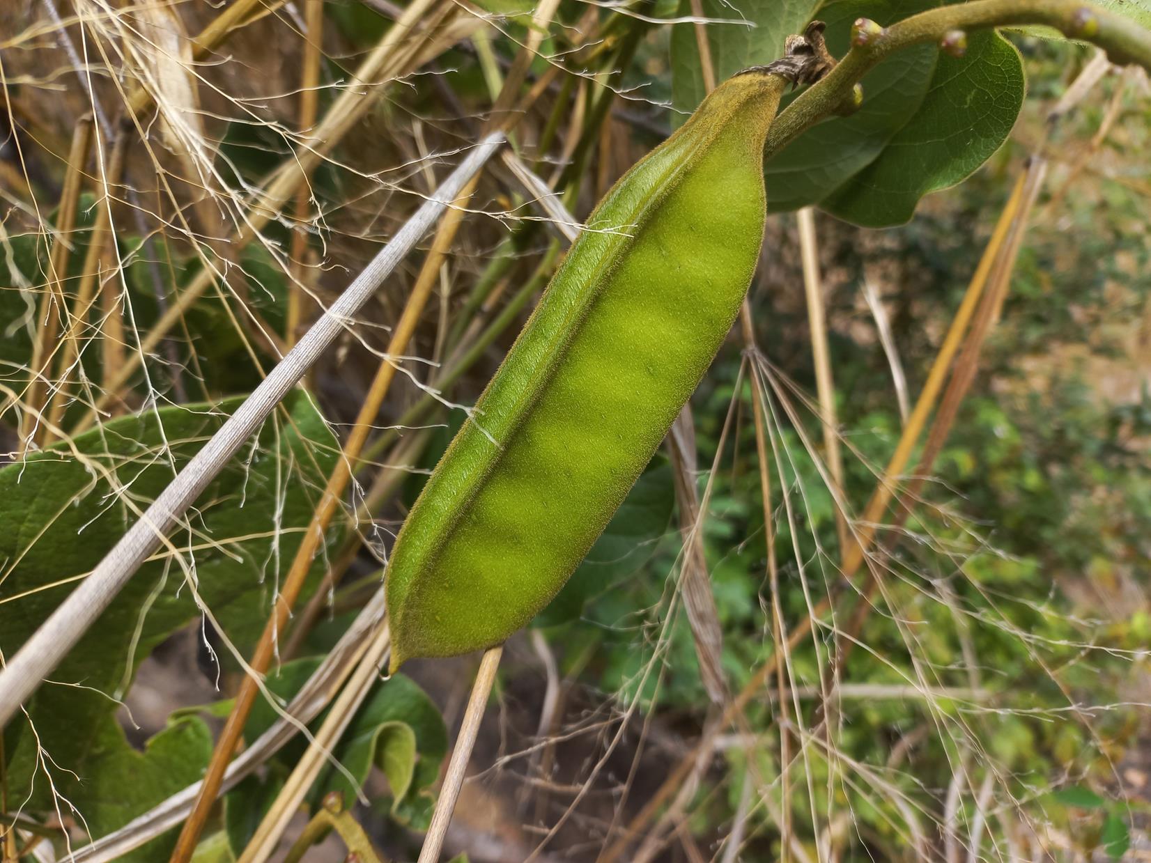 Canavalia africana