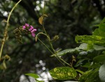 Canavalia africana