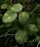 Canavalia africana