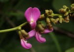 Canavalia africana