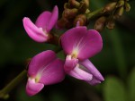 Canavalia africana
