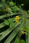 Rhynchosia sublobata