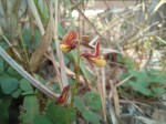 Rhynchosia sublobata