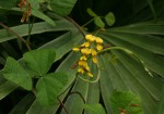 Rhynchosia sublobata