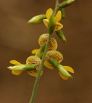 Rhynchosia sublobata