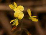 Rhynchosia sublobata
