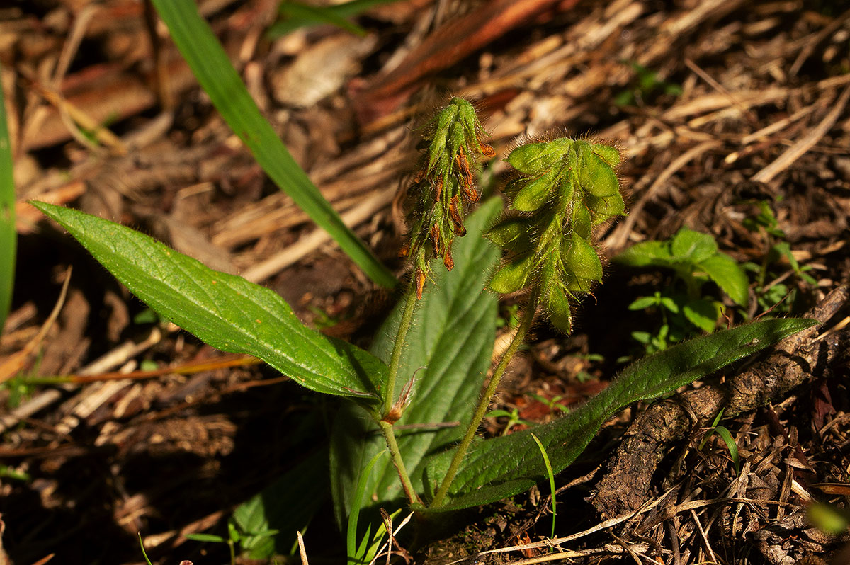 Eriosema lebrunii