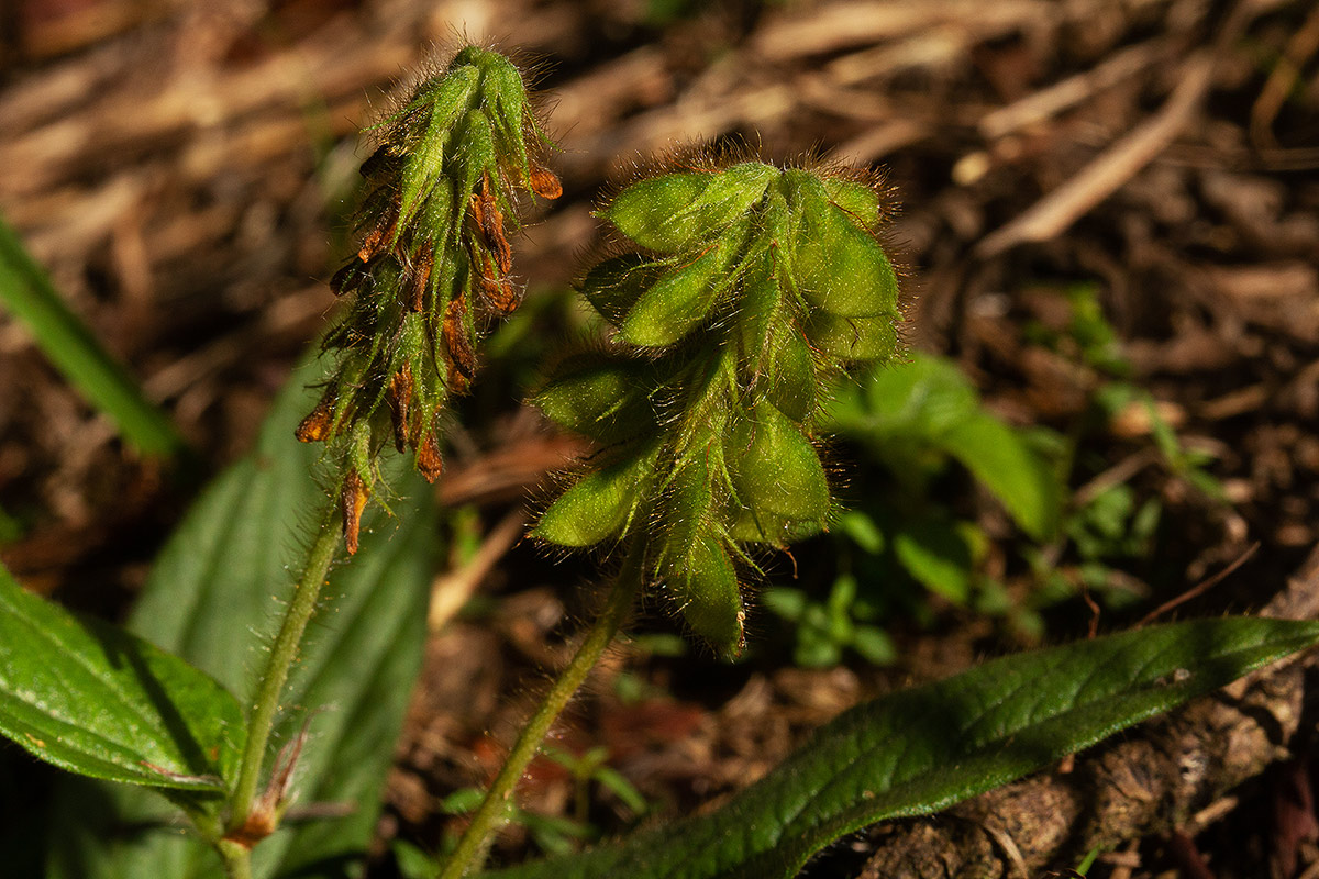 Eriosema lebrunii