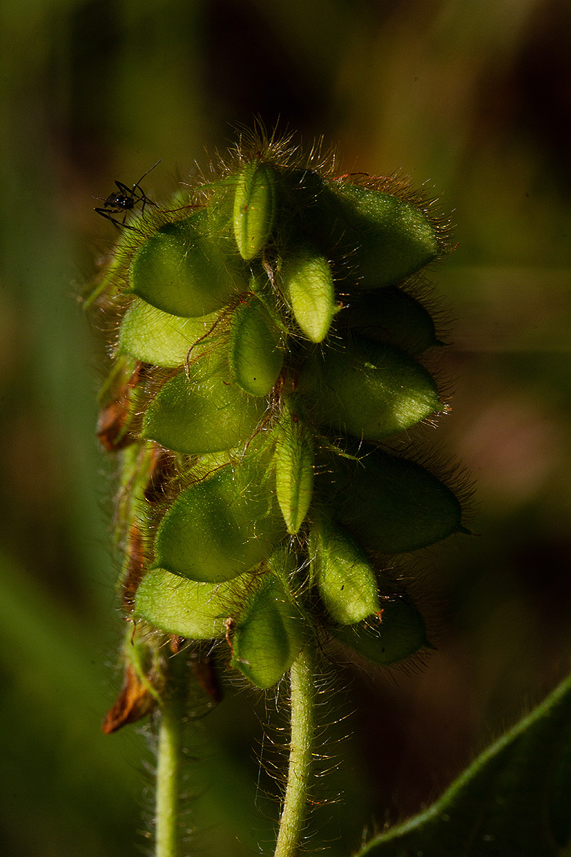 Eriosema lebrunii