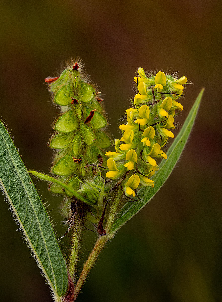 Eriosema lebrunii
