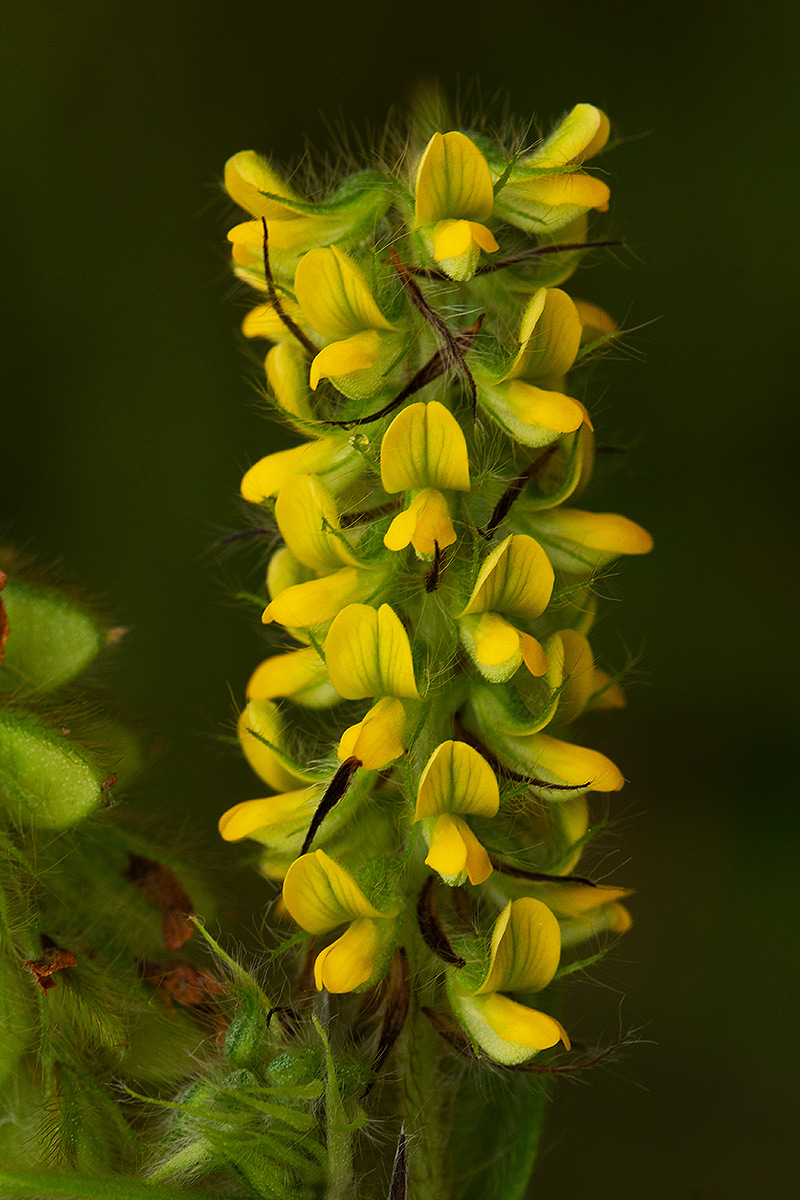 Eriosema lebrunii