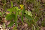 Eriosema macrostipulum