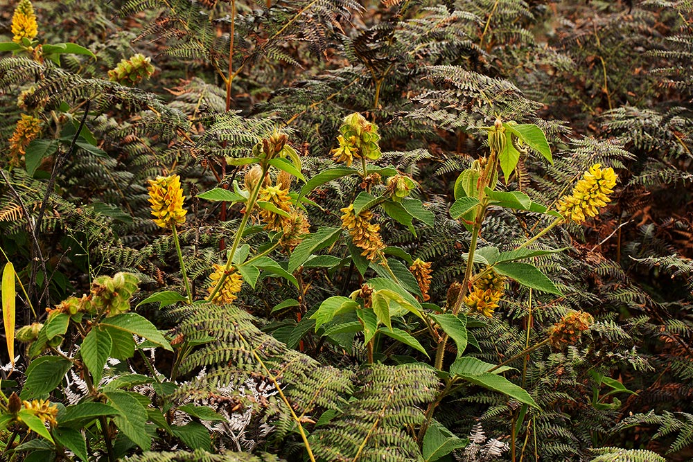 Eriosema montanum