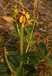 Eriosema pauciflorum