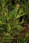 Eriosema pauciflorum
