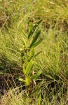 Eriosema pauciflorum