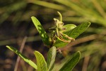 Eriosema pauciflorum