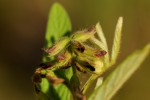 Eriosema pauciflorum
