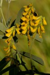 Eriosema psoraleoides