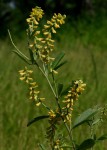 Eriosema psoraleoides