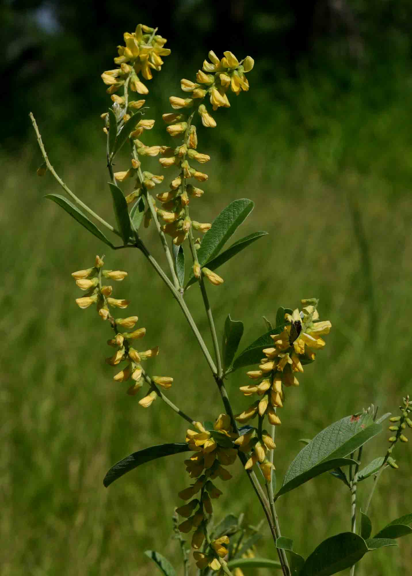 Eriosema psoraleoides