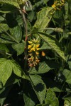 Eriosema psoraleoides