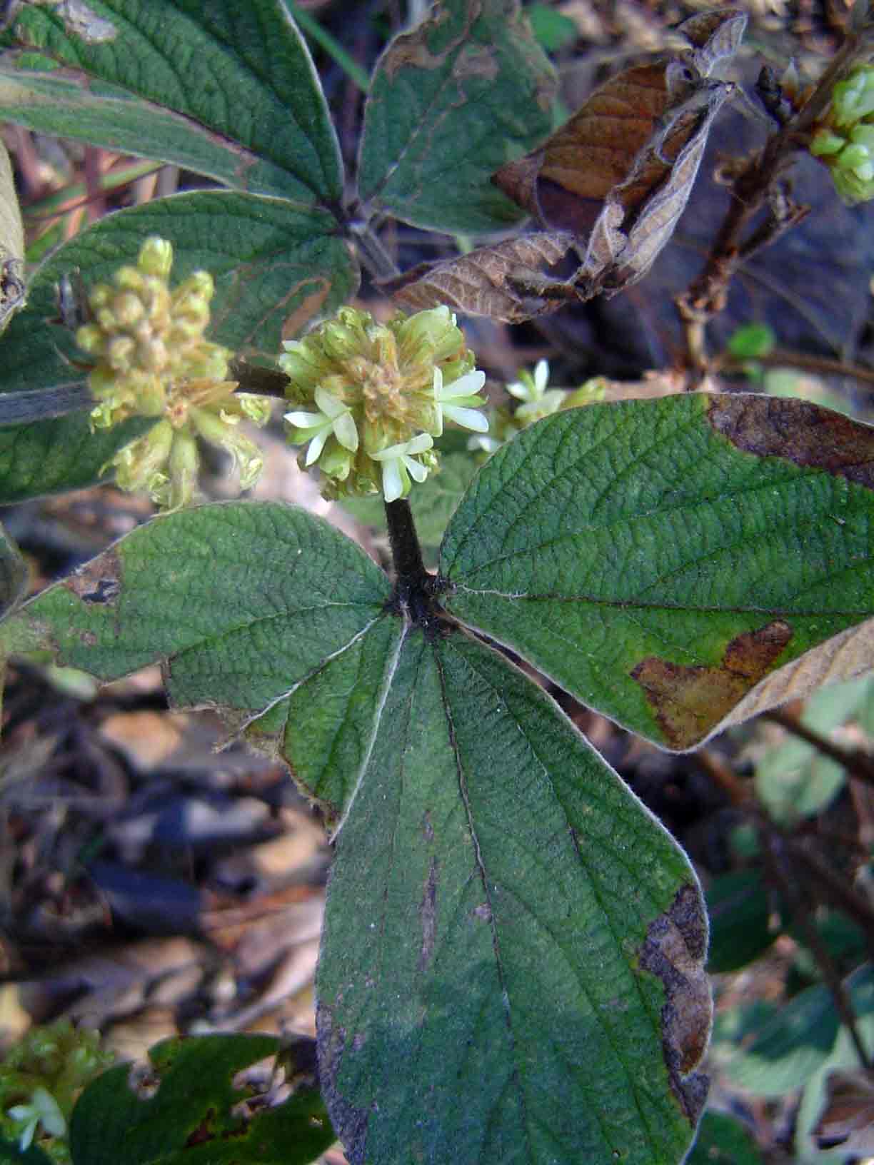 Flemingia grahamiana
