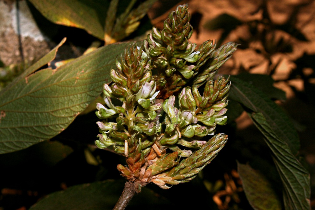 Flemingia grahamiana