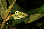 Flemingia grahamiana