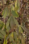 Flemingia grahamiana