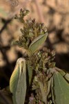 Flemingia grahamiana