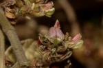 Flemingia grahamiana