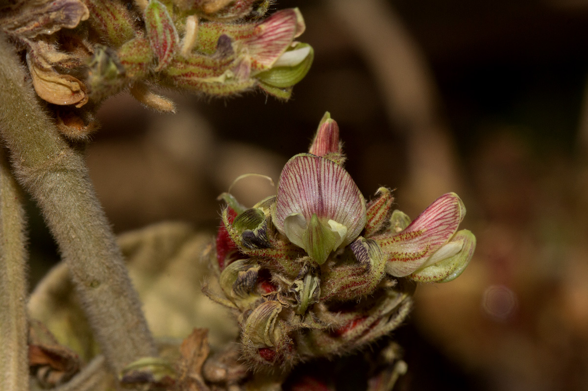 Flemingia grahamiana