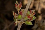 Flemingia grahamiana