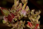 Flemingia grahamiana