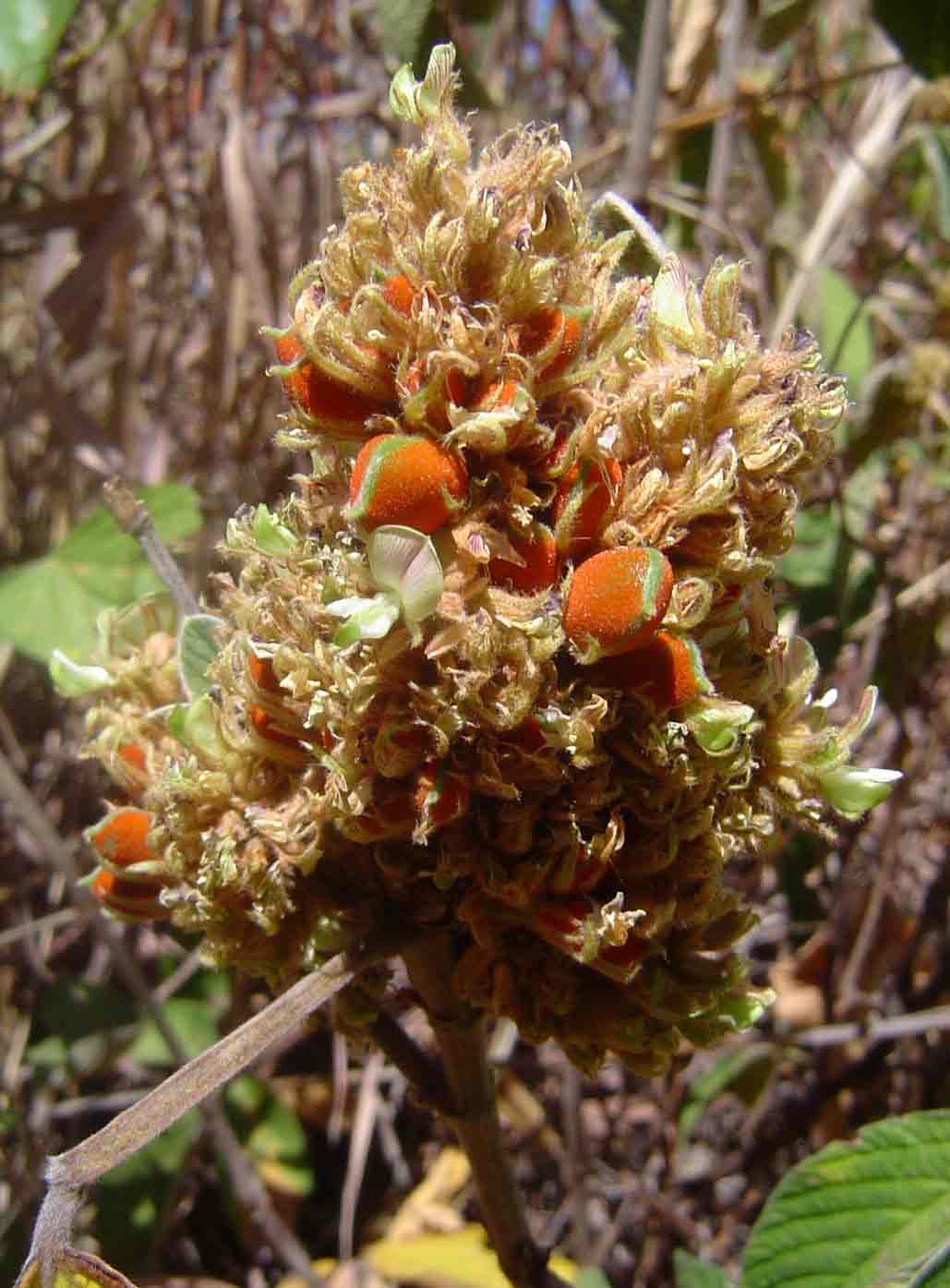 Flemingia grahamiana