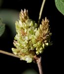 Flemingia grahamiana