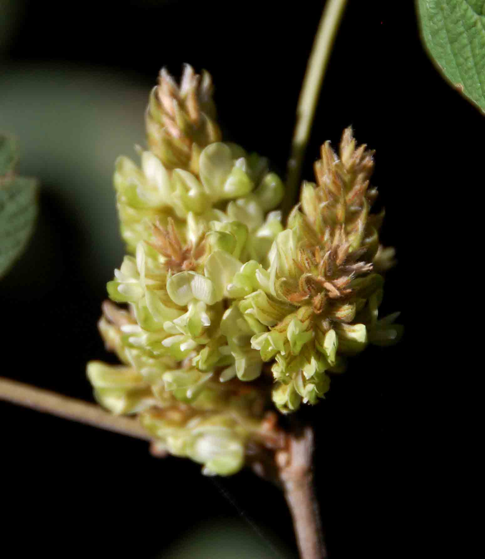 Flemingia grahamiana