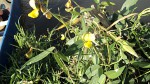 Vigna luteola