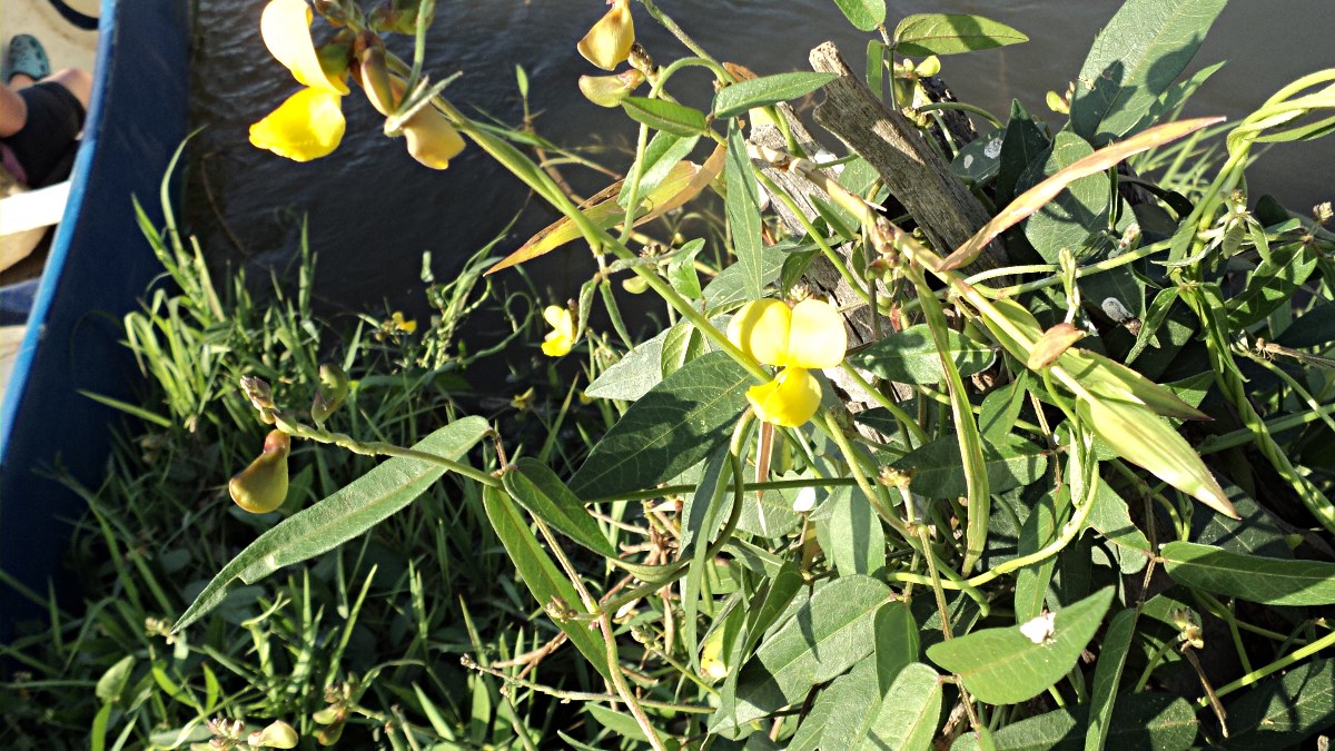 Vigna luteola
